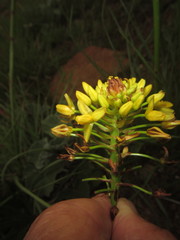 Bulbine capitata