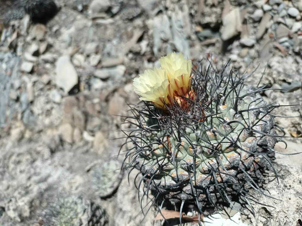 Chichimecactus corregidorae (Chichimecactus corregidorae)