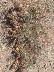Astragalus allochrous