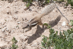 Atlantoxerus getulus