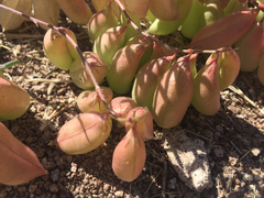 Astragalus allochrous