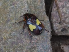 Pedinorrhina trivittata