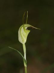 Pterostylis atrans