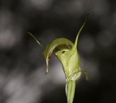 Pterostylis atrans