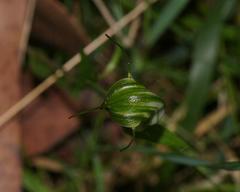 Pterostylis atrans