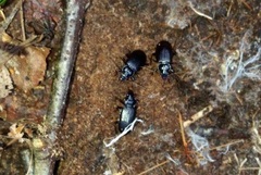 Nebria