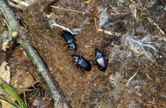 Nebria