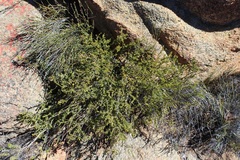 Agathosma namaquensis