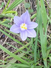 Nemastylis geminiflora