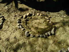Allosaurus