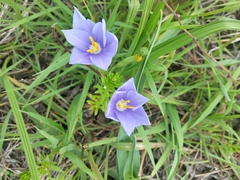 Nemastylis geminiflora