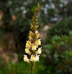 Antirrhinum siculum