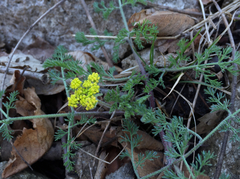 Lomatium foeniculaceum daucifolium