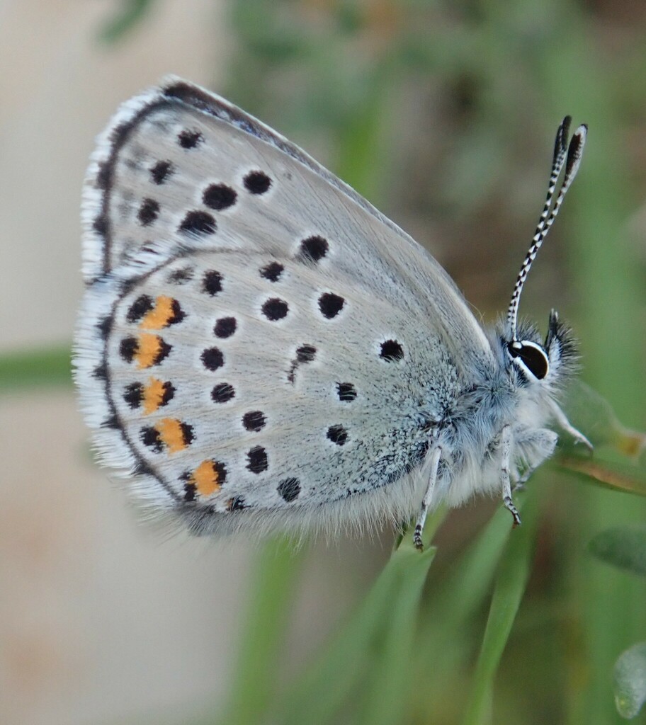 Baton Blue