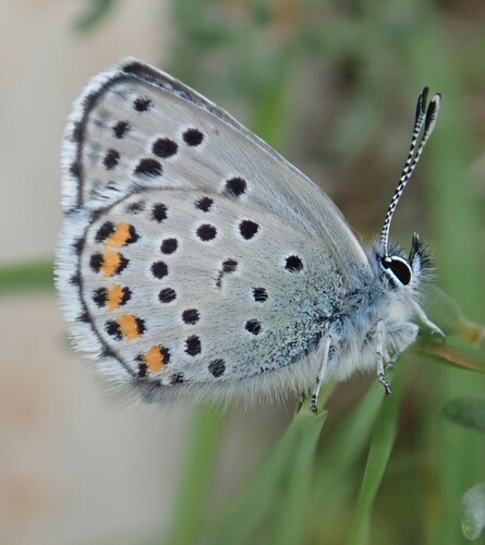 Baton Blue