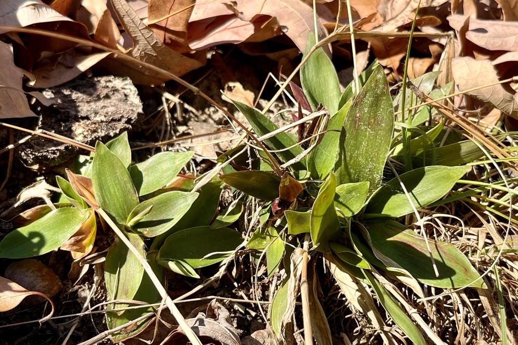 rosette grasses from Hawn State Park, Sainte Genevieve, MO, US on