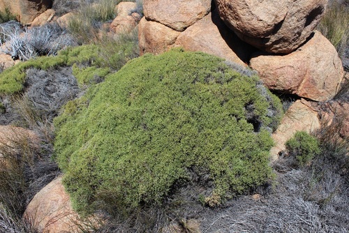 Kamiesberg Aphithalea (Amphithalea obtusiloba)