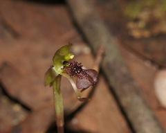 Chiloglottis reflexa