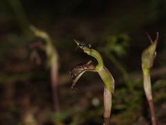 Chiloglottis reflexa