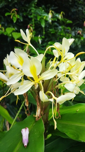 Cream garland-lily (Hedychium flavescens)