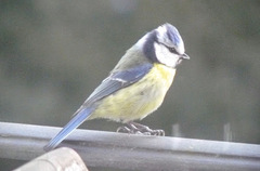 Cyanistes caeruleus