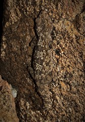 Pachydactylus namaquensis