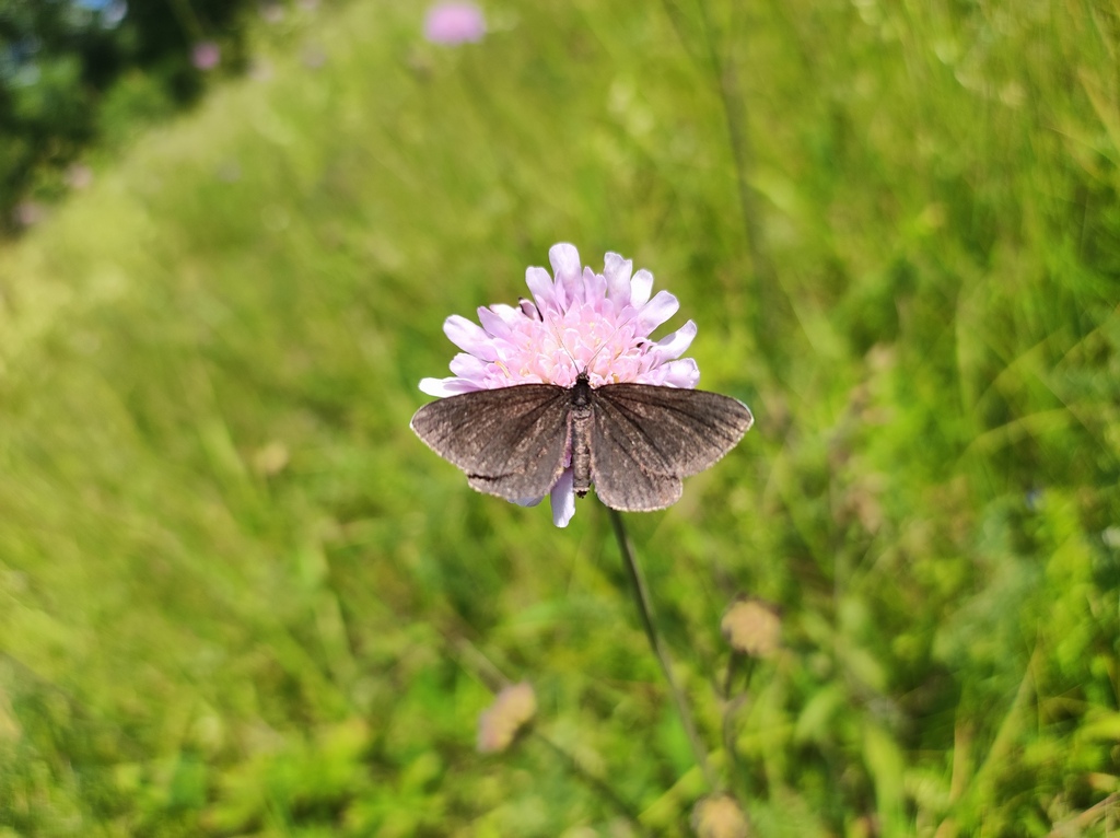 Chimney Sweeper From On June 26   Large 