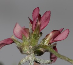 Lotononis parviflora