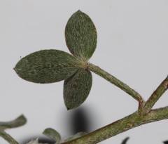 Lotononis parviflora