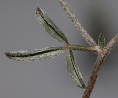 Lotononis parviflora