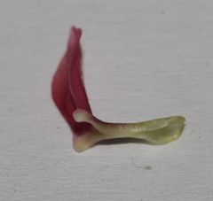 Lotononis parviflora