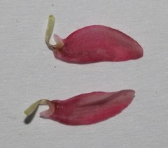 Lotononis parviflora