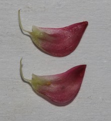 Lotononis parviflora