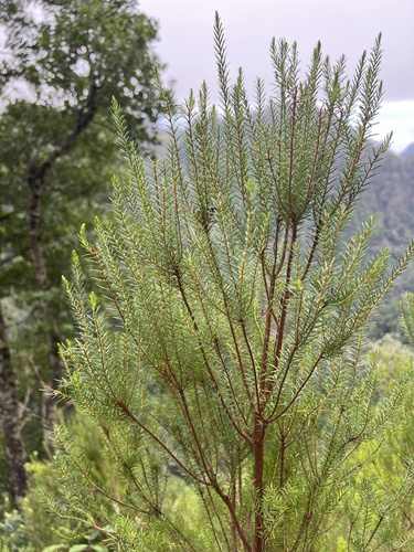 Island Besom Heath