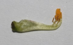 Lotononis parviflora