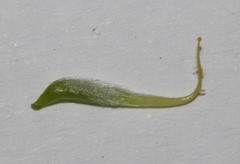 Lotononis parviflora