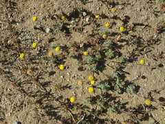 Foveolina dichotoma
