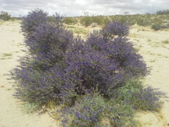 Psorothamnus fremontii