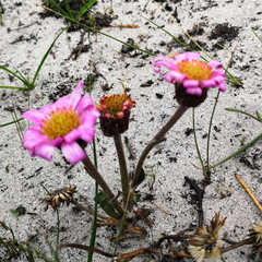 Mairia coriacea