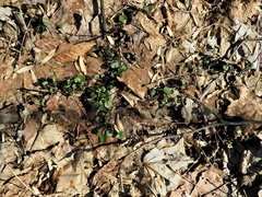Cardamine douglassii