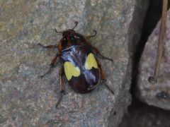 Pedinorrhina trivittata
