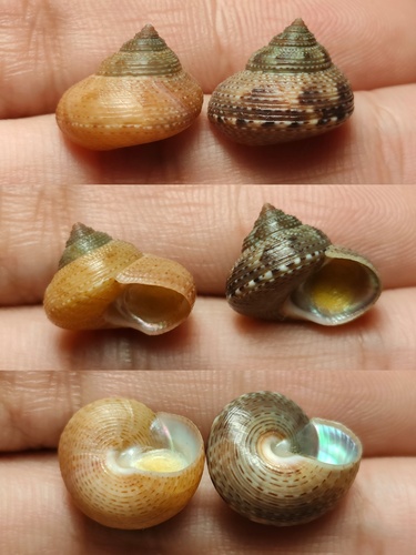 Calliostoma unicum, 2023-10-03