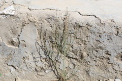 Asphodelus tenuifolius