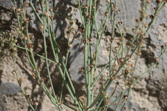 Asphodelus tenuifolius