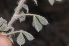 Leobordea polycephala