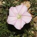 Cape Bindweed - Photo (c) Brian du Preez, some rights reserved (CC BY-SA), uploaded by Brian du Preez