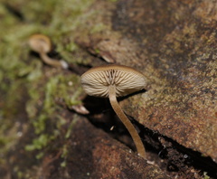 Simocybe phlebophora