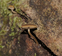 Simocybe phlebophora
