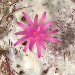 Melocactus curvispinus