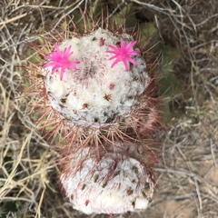 Melocactus curvispinus